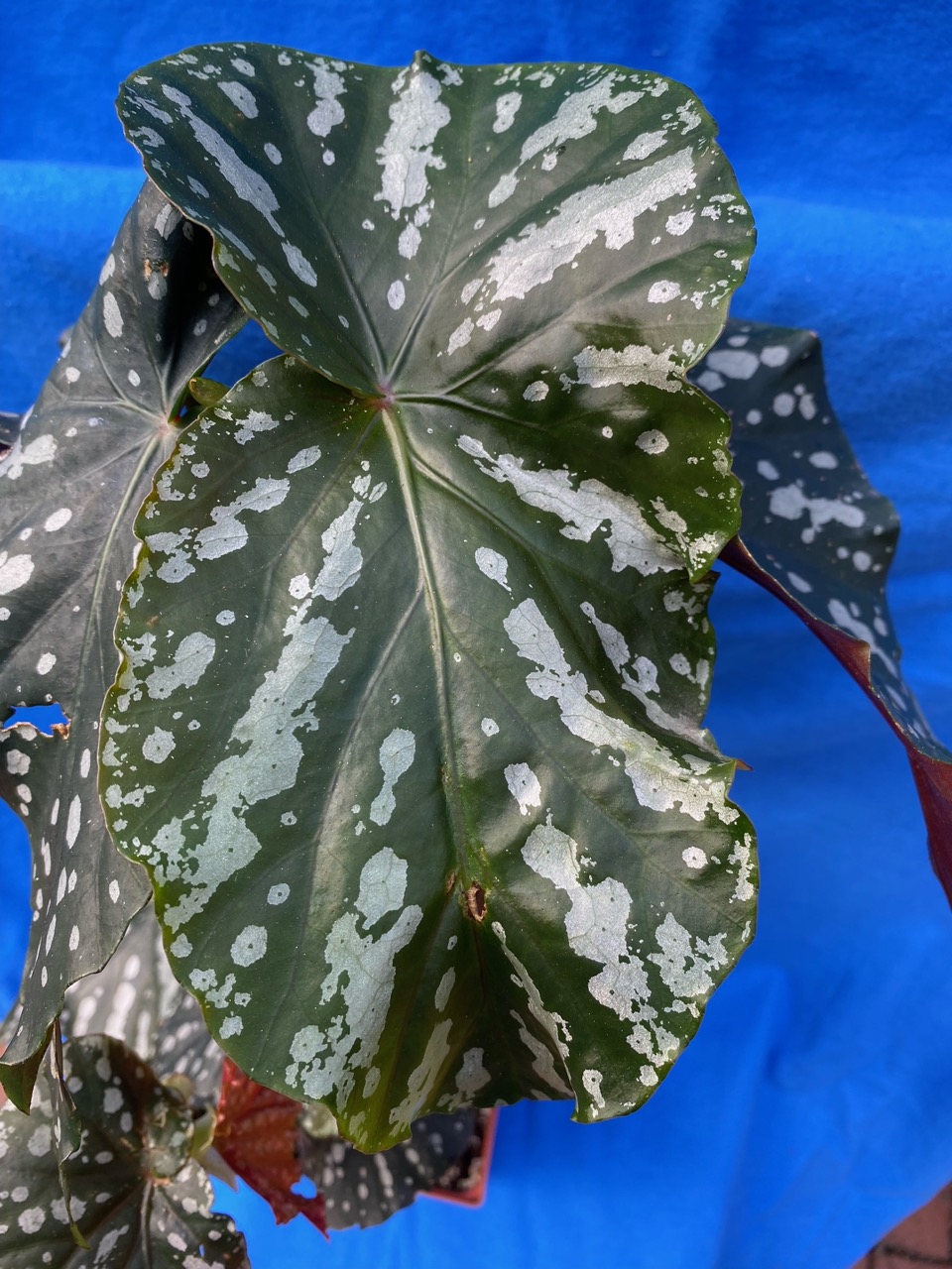 B. ‘Moonlight Bay’